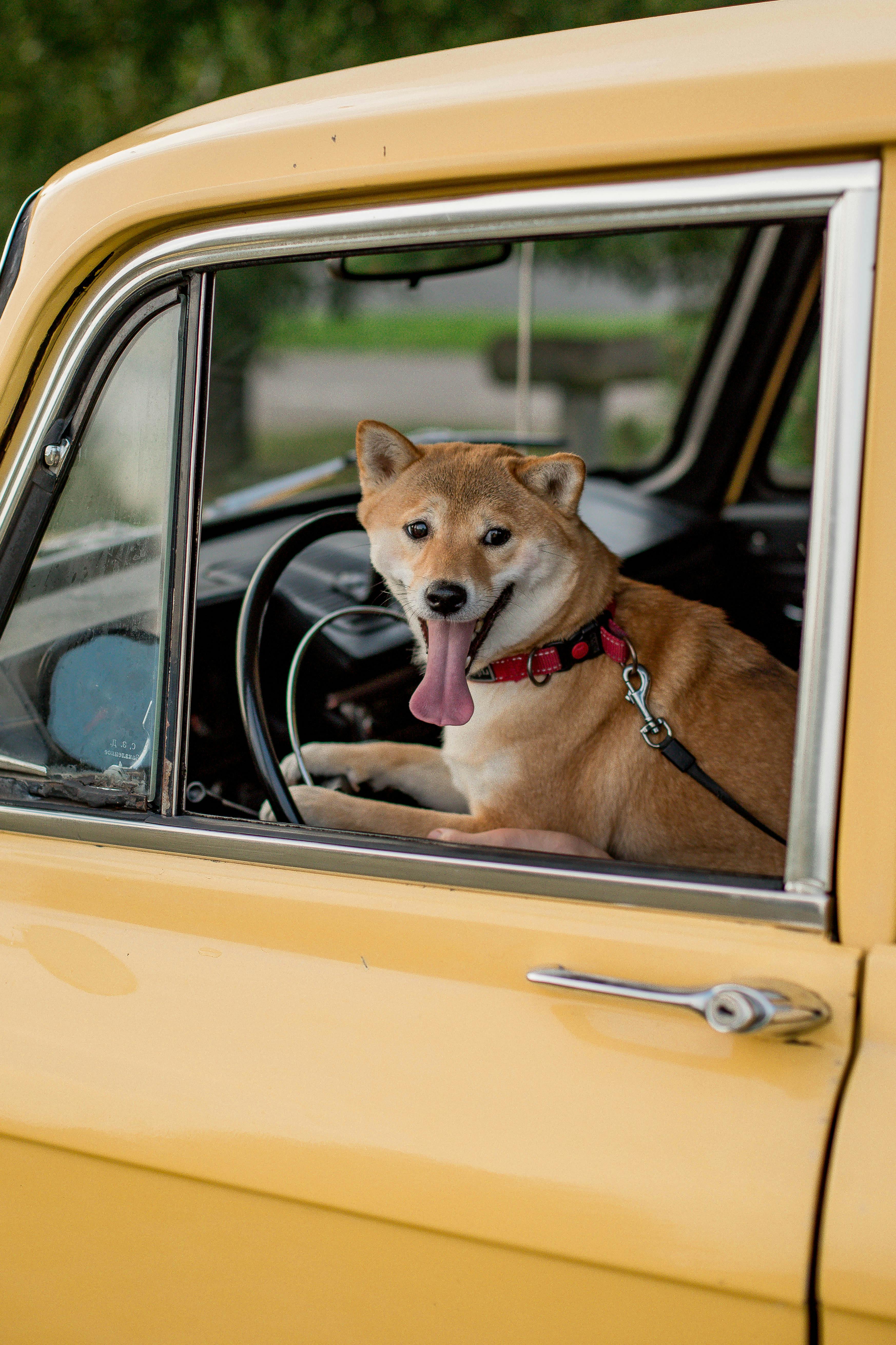 Táxi Dog